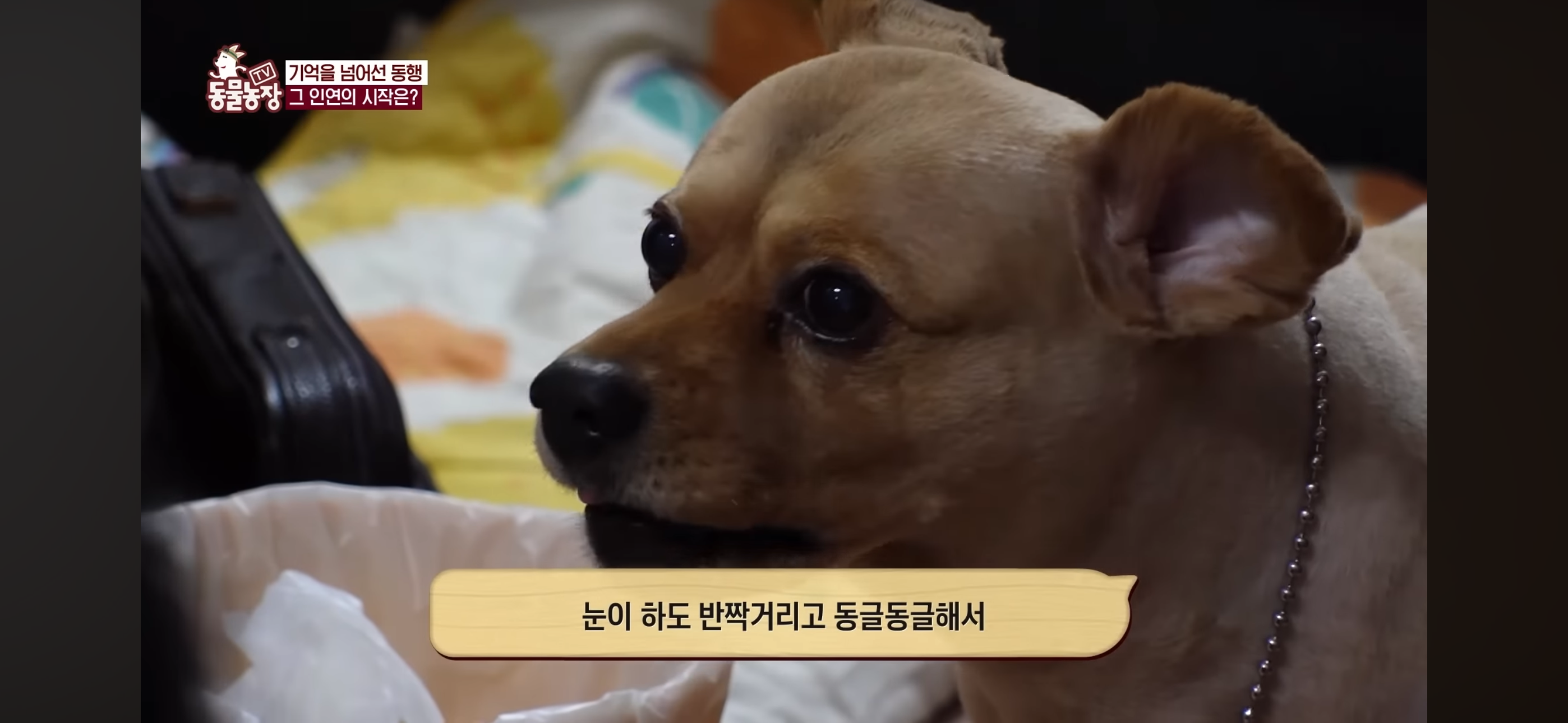 [동물농장]-87세-할머니가-병원-치료를-거부한-이유-32-이미지