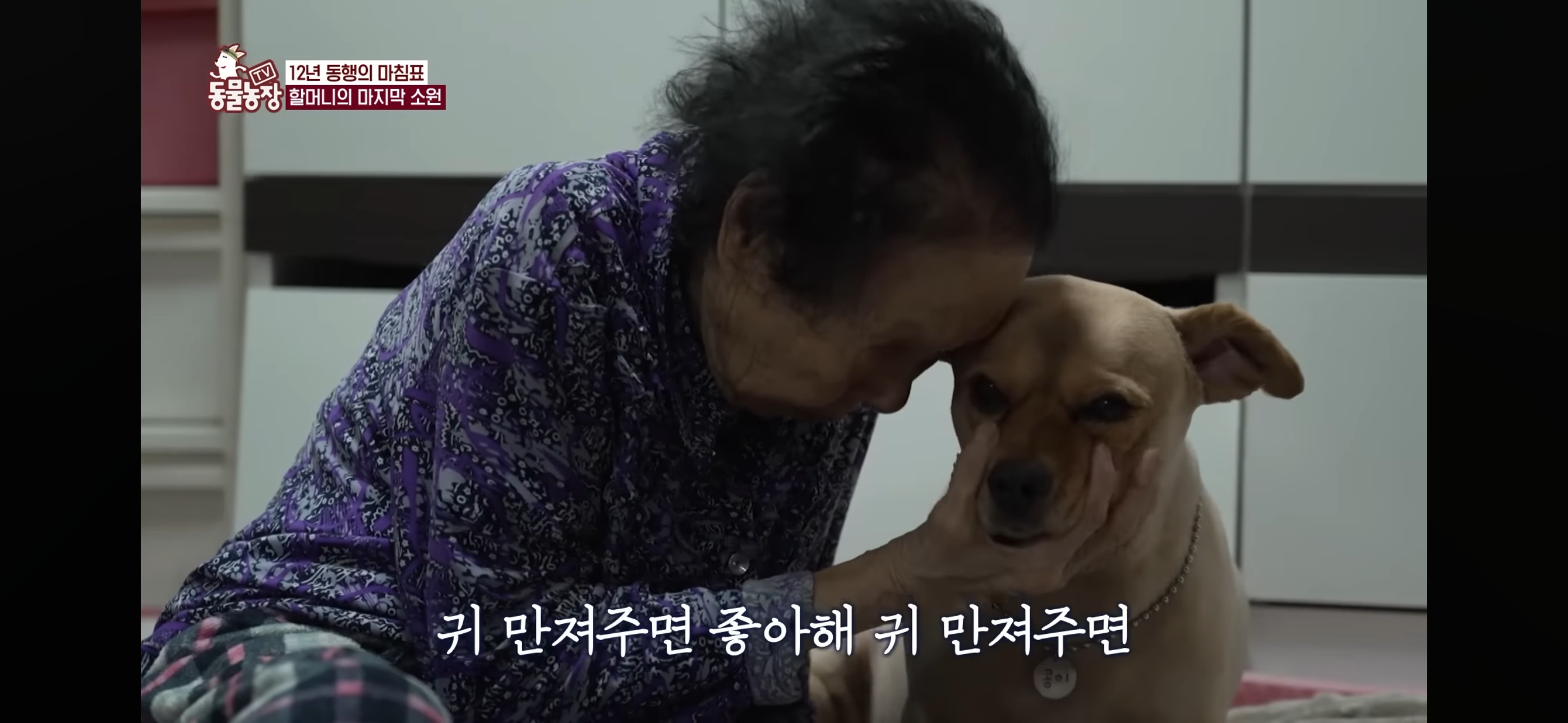 [동물농장]-87세-할머니가-병원-치료를-거부한-이유-79-이미지