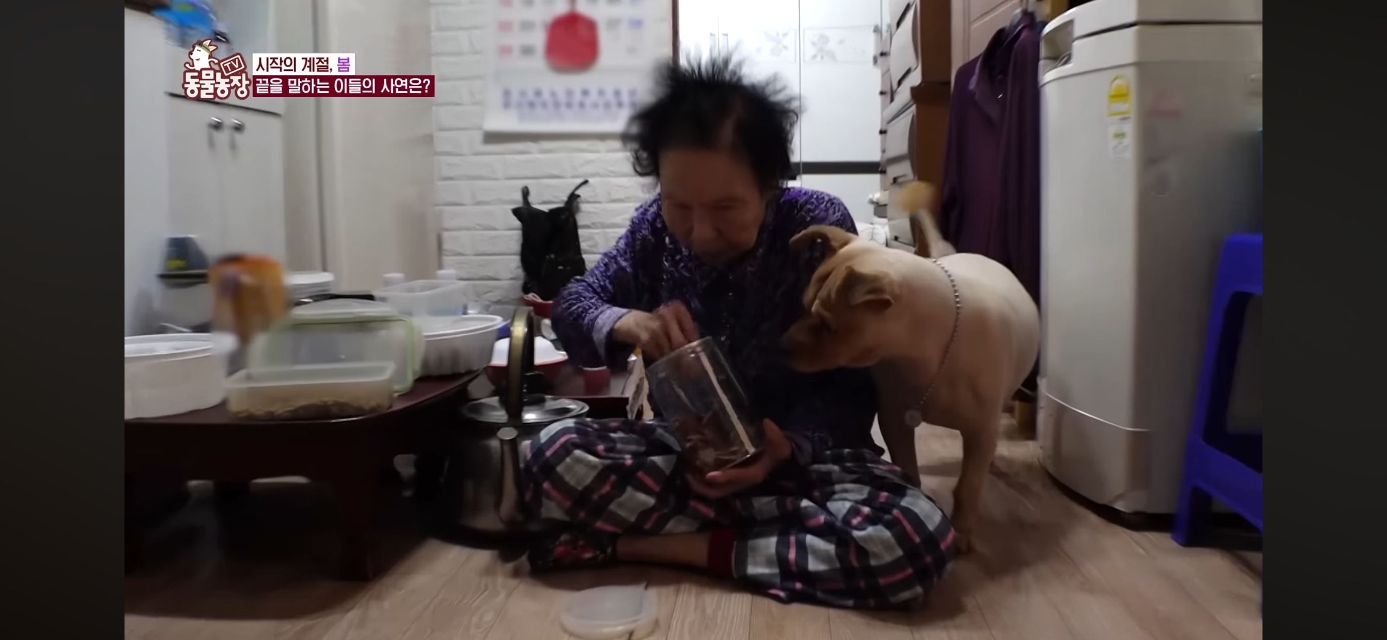 [동물농장]-87세-할머니가-병원-치료를-거부한-이유-11-이미지