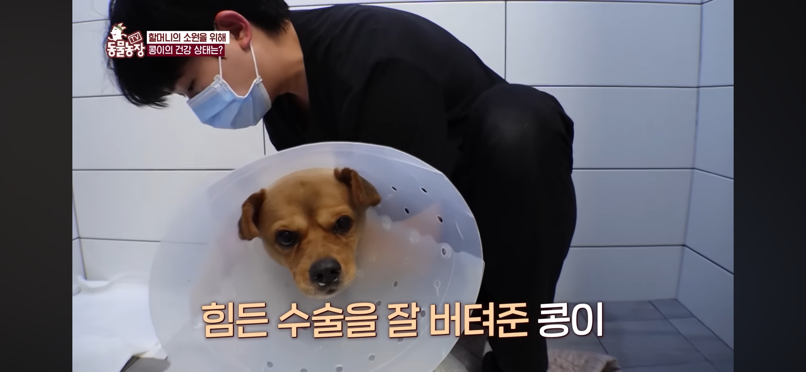 [동물농장]-87세-할머니가-병원-치료를-거부한-이유-91-이미지