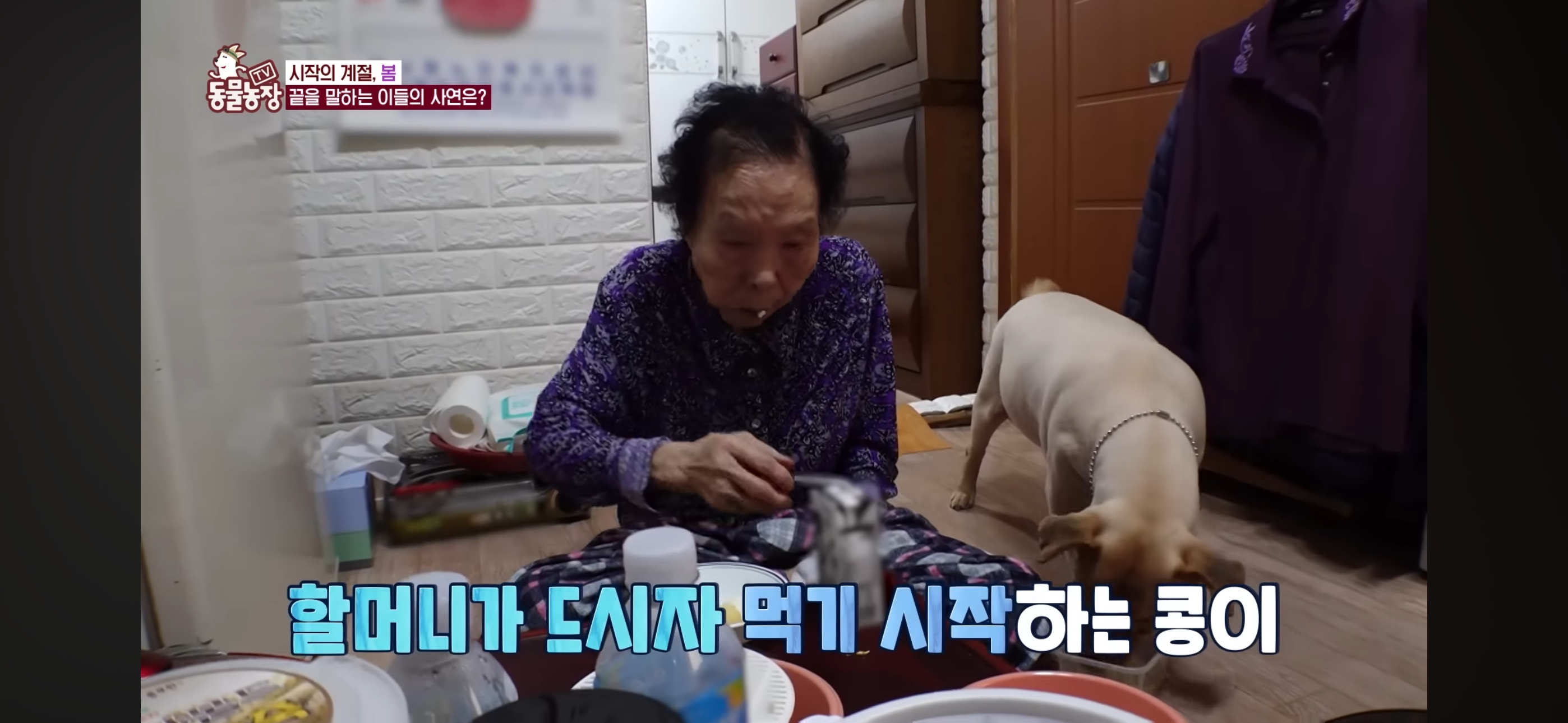 [동물농장]-87세-할머니가-병원-치료를-거부한-이유-18-이미지