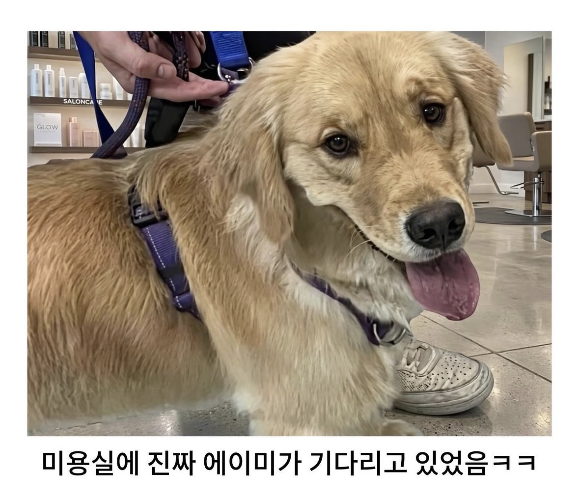 미용실-다녀온-후-사춘기-씨게-온-골댕이.jpg-6-이미지