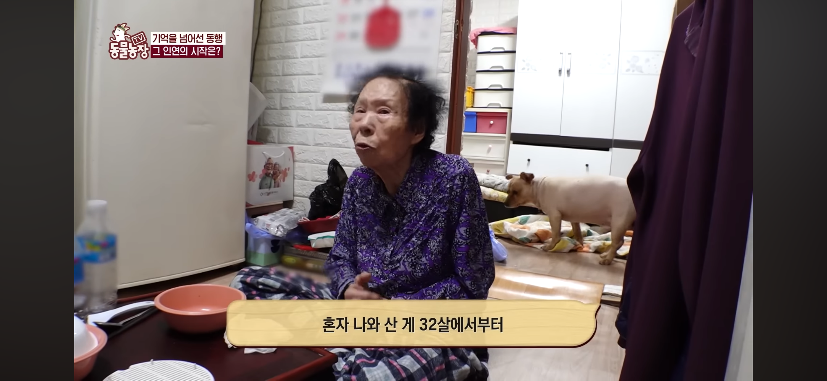 [동물농장]-87세-할머니가-병원-치료를-거부한-이유-39-이미지