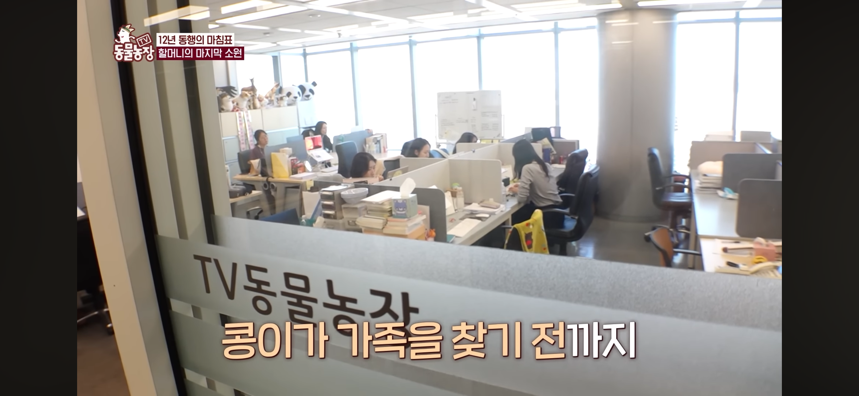 [동물농장]-87세-할머니가-병원-치료를-거부한-이유-81-이미지