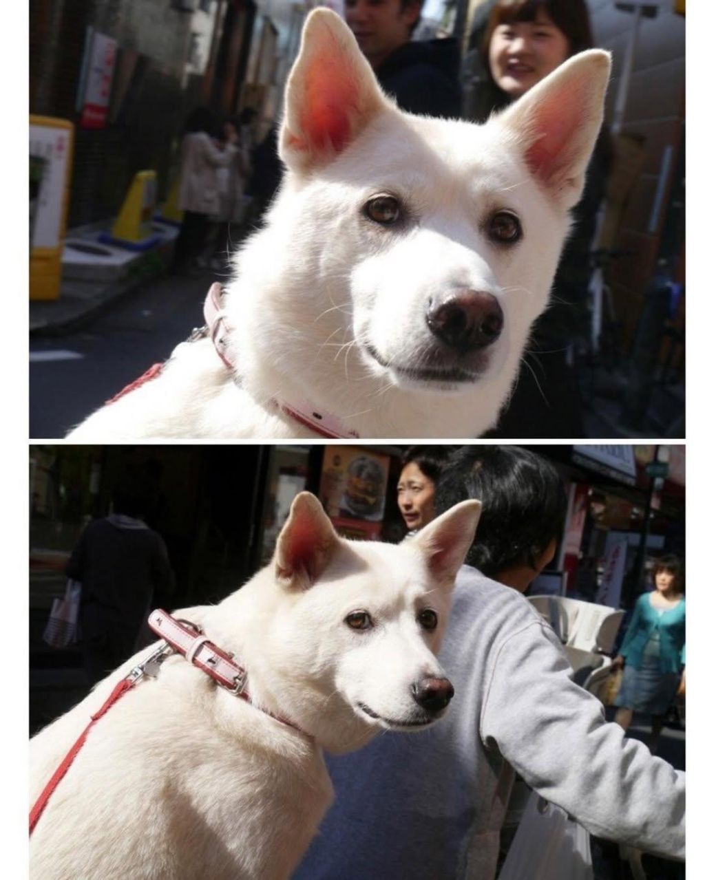 어떤-강아지가-나를-아련하게-쳐다본다..-2-이미지
