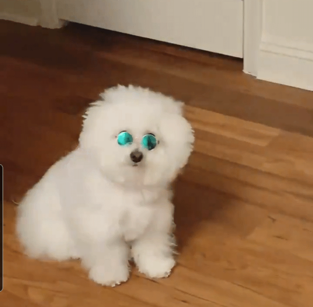 밤-산책용-목걸이-착용한-비숑-1-이미지