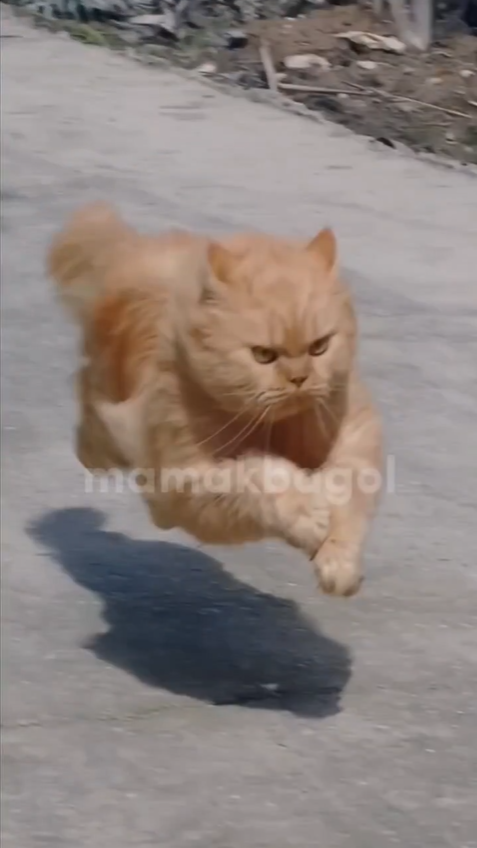 인도네시아에서-가장-빠른-고양이-1-이미지