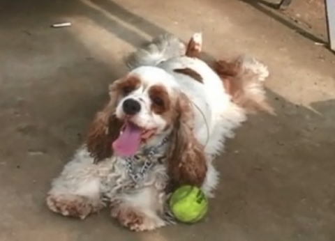 동물농장이-낳은-스타강아지-웅자,-그-후의-이야기-0-이미지