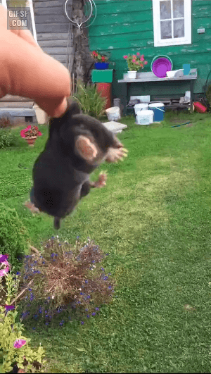 버둥대는-귀여운-고슴도치-0-이미지