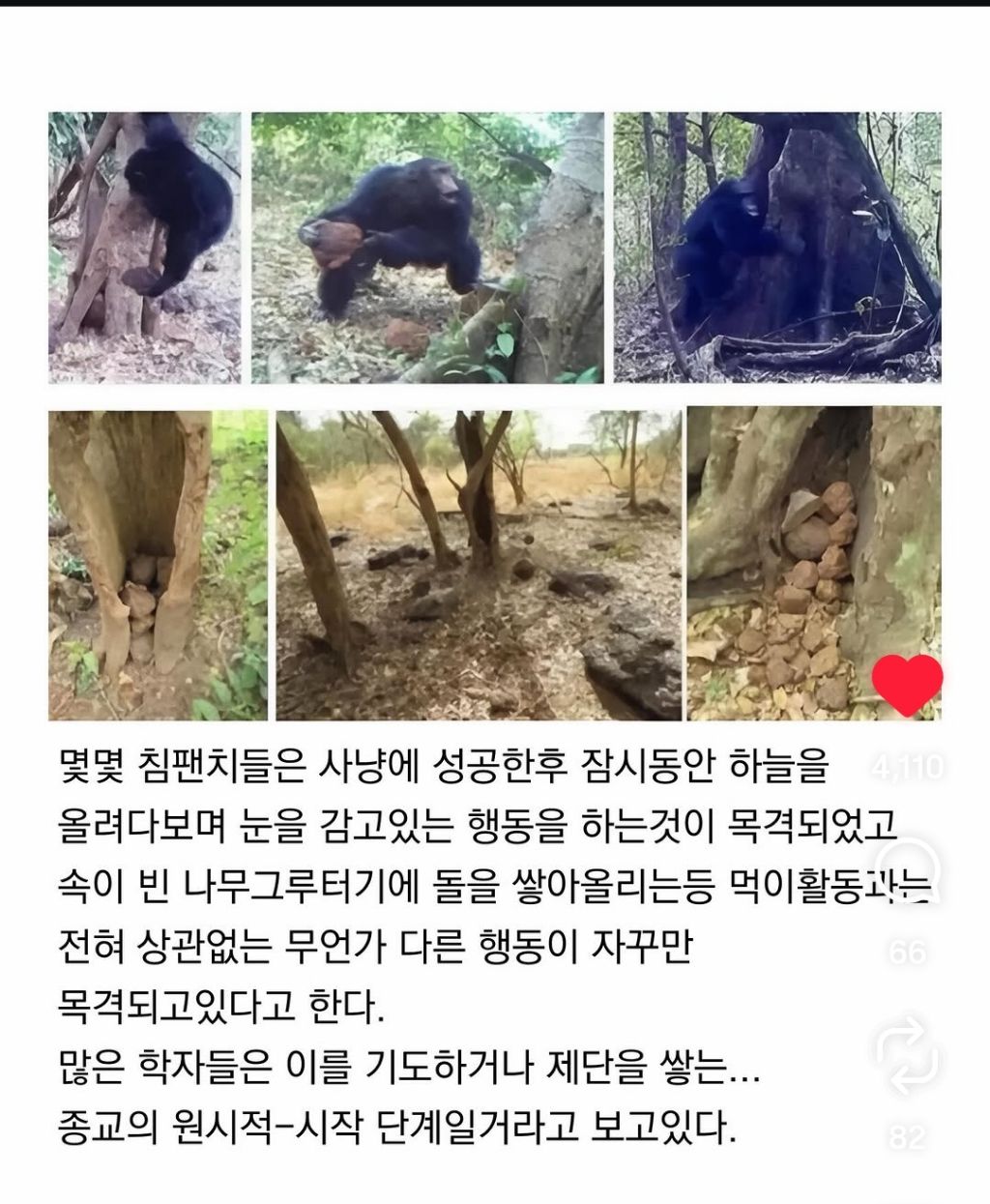 최근-종교를-가지기-시작한-침팬치들-3-이미지