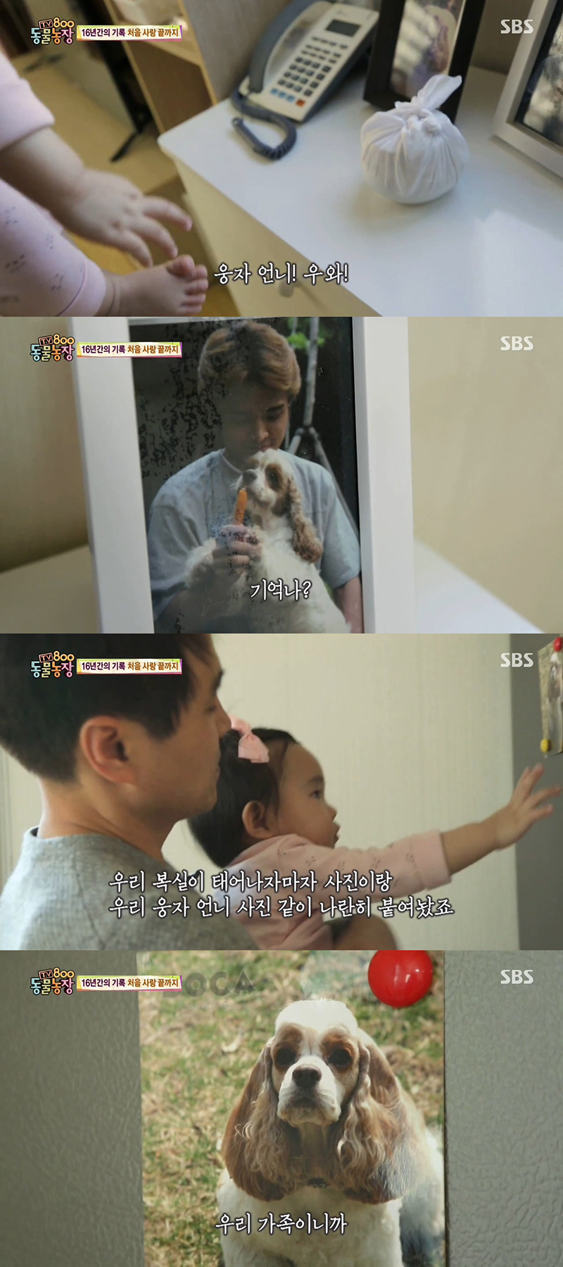 동물농장이-낳은-스타강아지-웅자,-그-후의-이야기-45-이미지