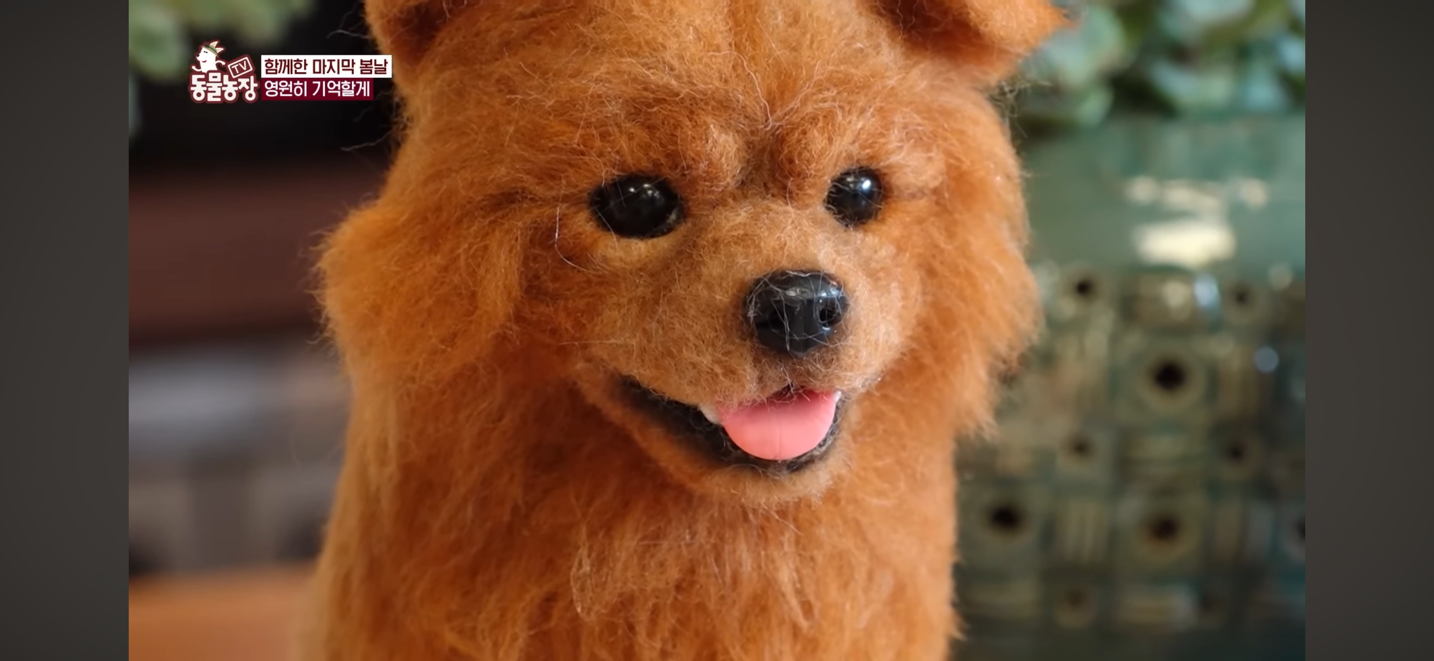 [동물농장]-87세-할머니가-병원-치료를-거부한-이유-99-이미지