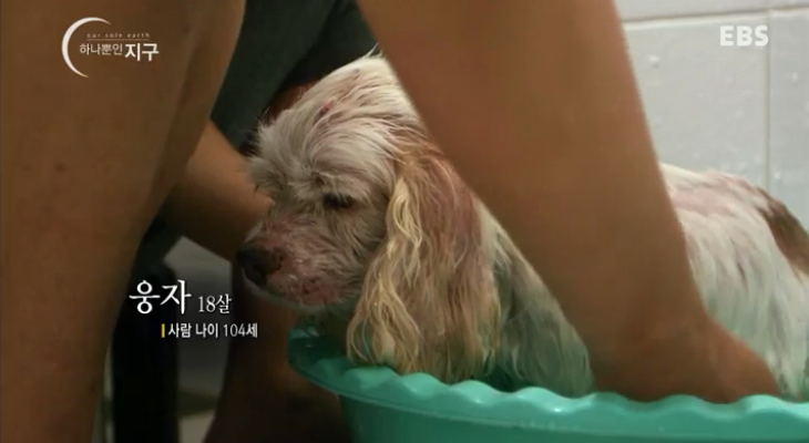 동물농장이-낳은-스타강아지-웅자,-그-후의-이야기-1-이미지