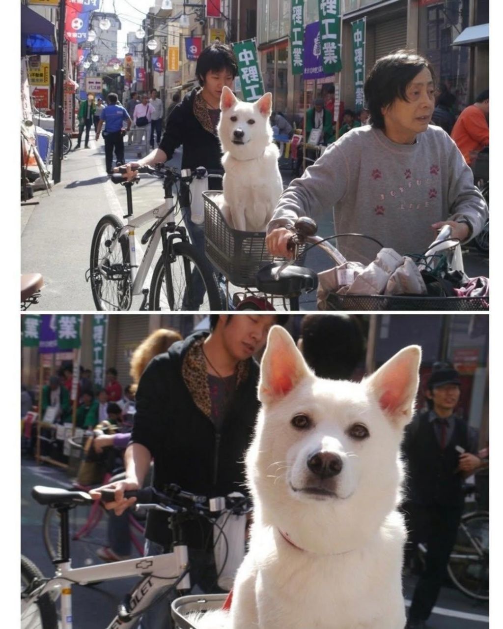 어떤-강아지가-나를-아련하게-쳐다본다..-1-이미지