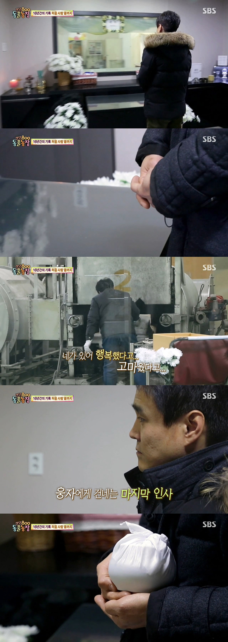 동물농장이-낳은-스타강아지-웅자,-그-후의-이야기-44-이미지