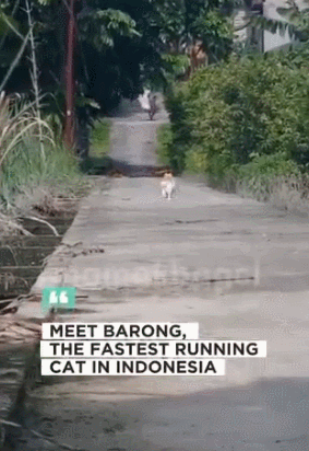 인도네시아에서-가장-빠른-고양이-0-이미지