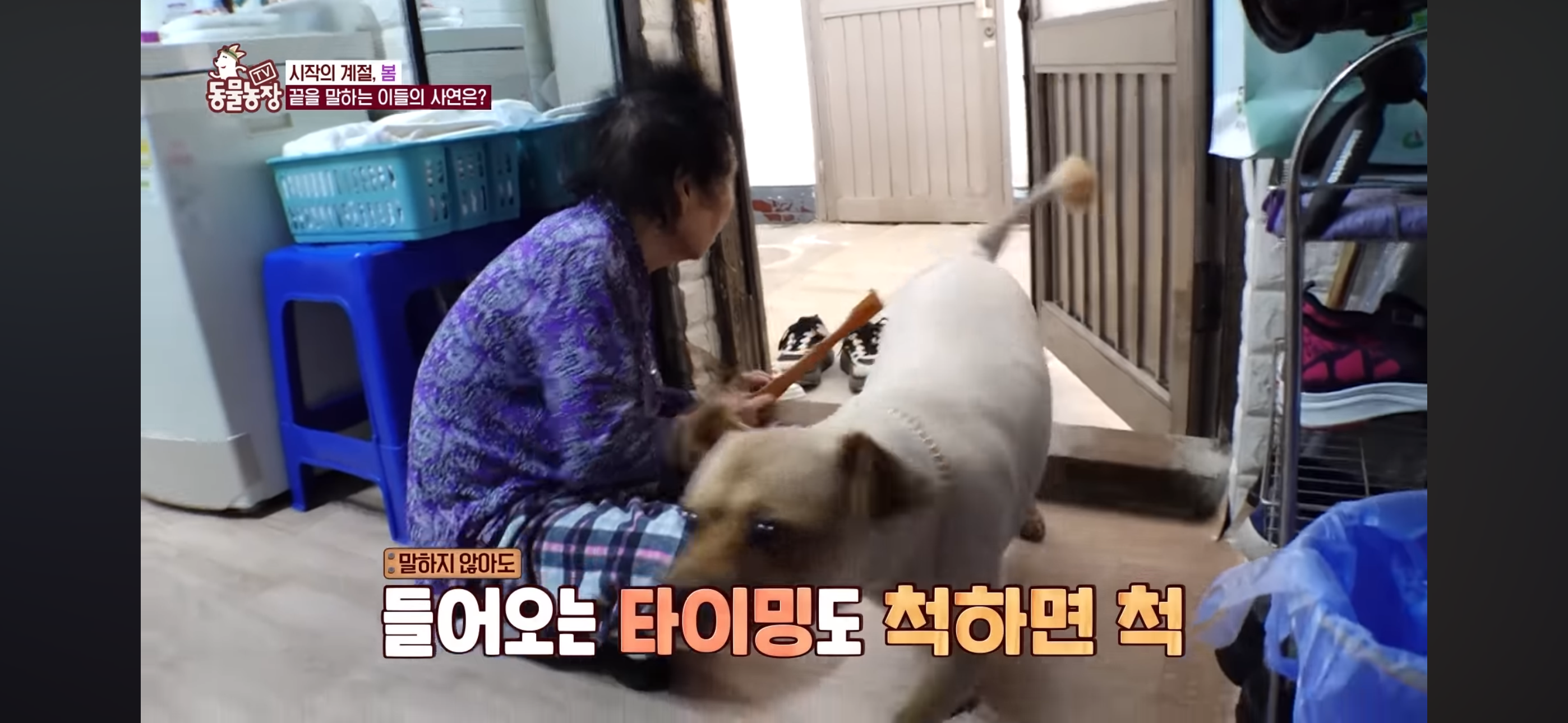 [동물농장]-87세-할머니가-병원-치료를-거부한-이유-26-이미지