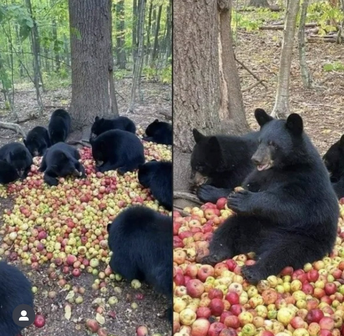 유통기한-지난-사과를-숲에다-버린-결과-0-이미지