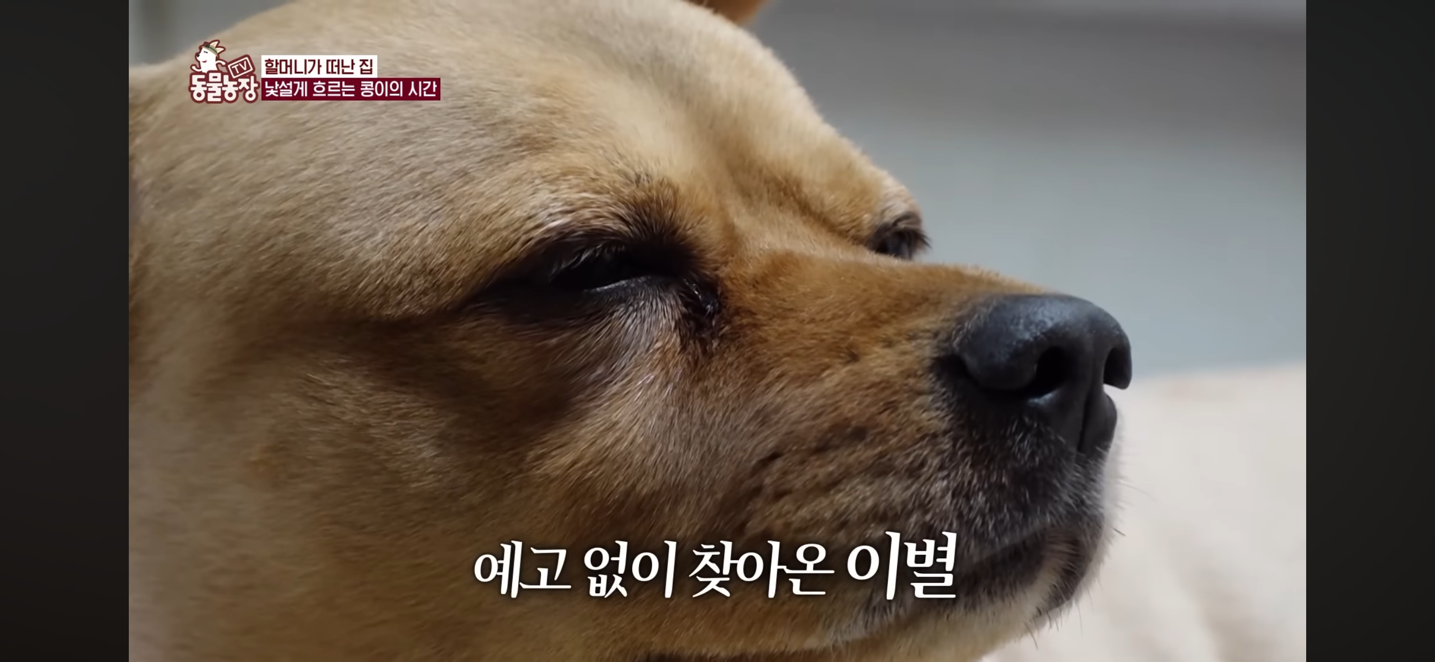 [동물농장]-87세-할머니가-병원-치료를-거부한-이유-68-이미지