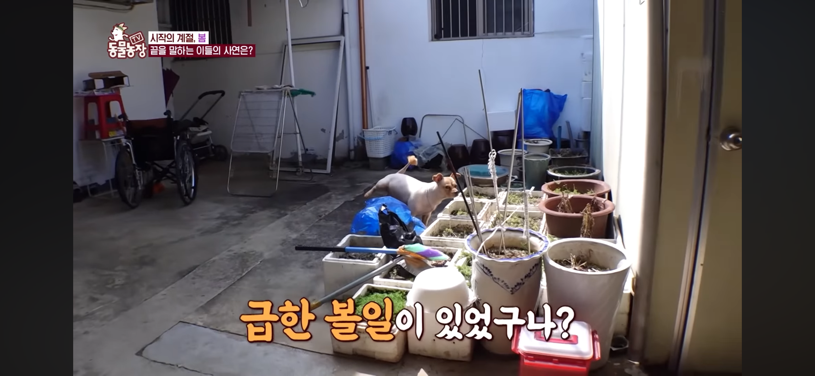 [동물농장]-87세-할머니가-병원-치료를-거부한-이유-23-이미지