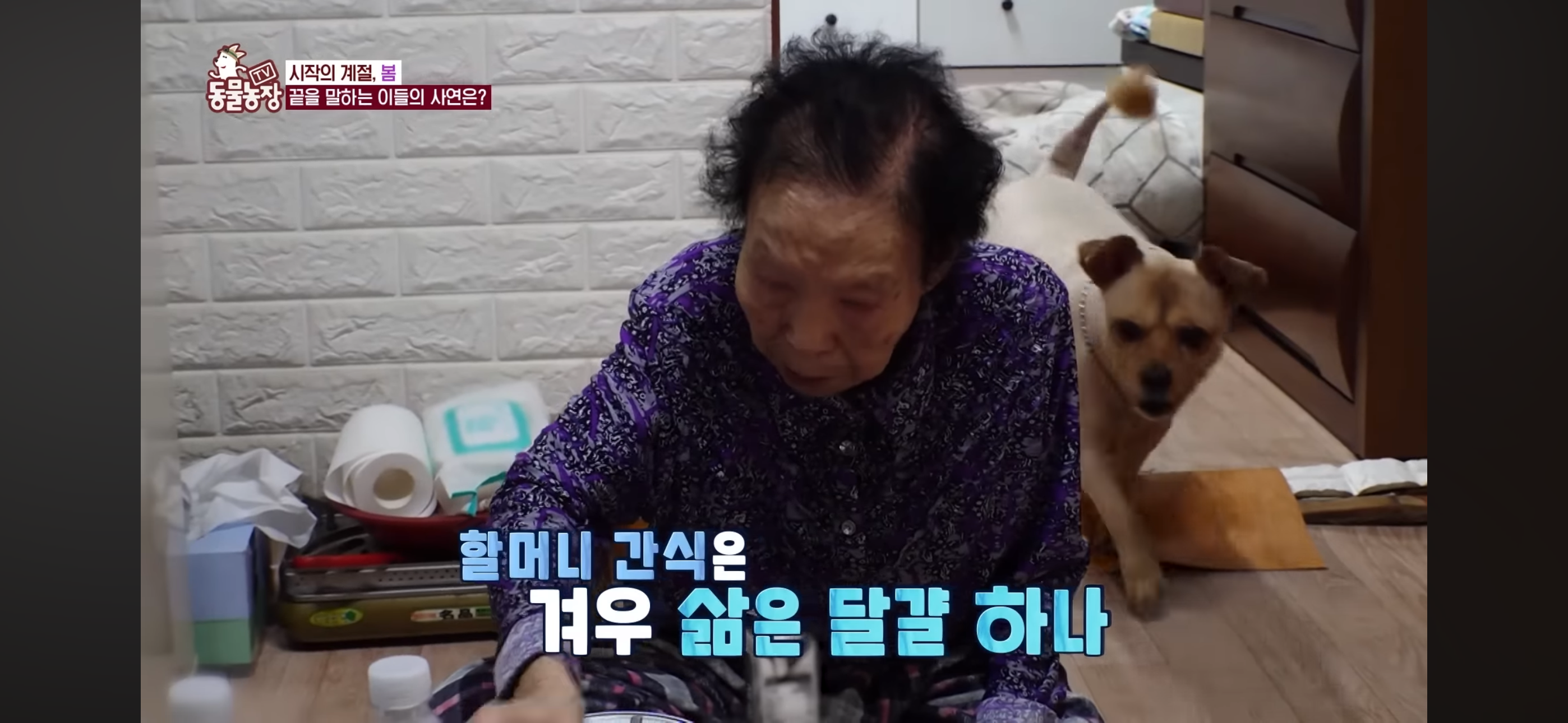 [동물농장]-87세-할머니가-병원-치료를-거부한-이유-14-이미지