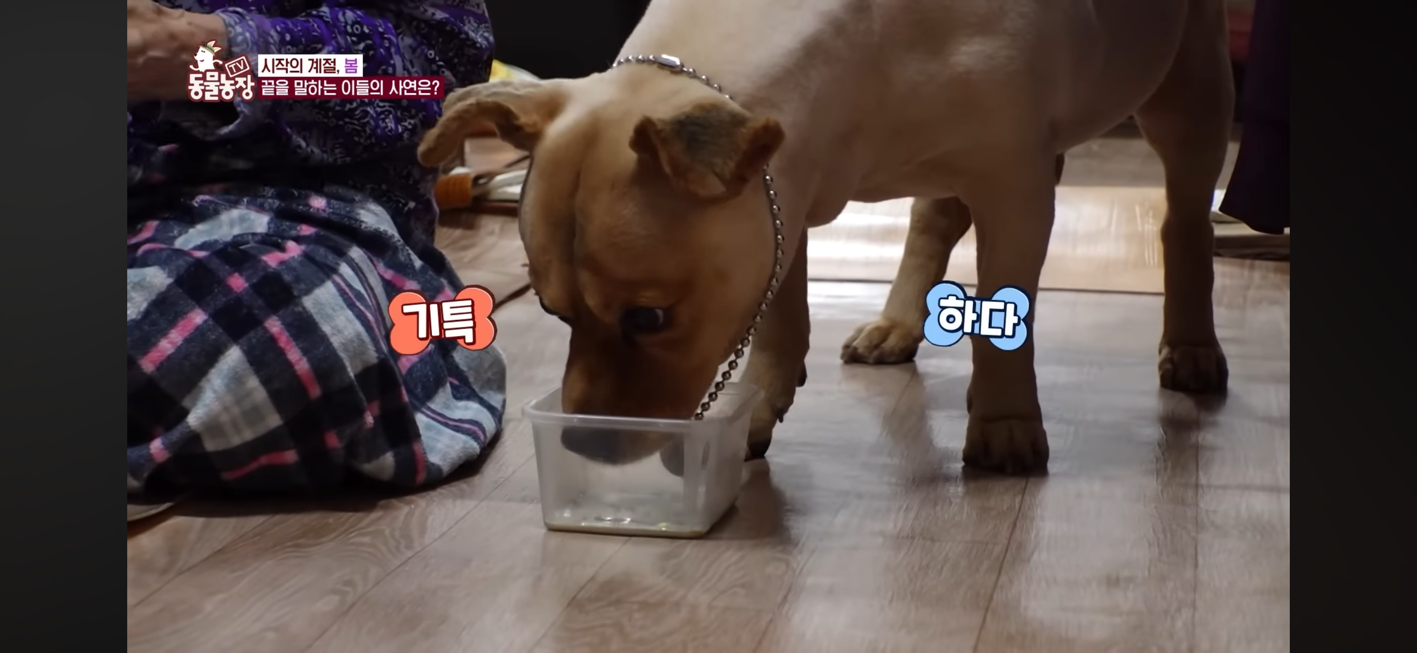 [동물농장]-87세-할머니가-병원-치료를-거부한-이유-19-이미지