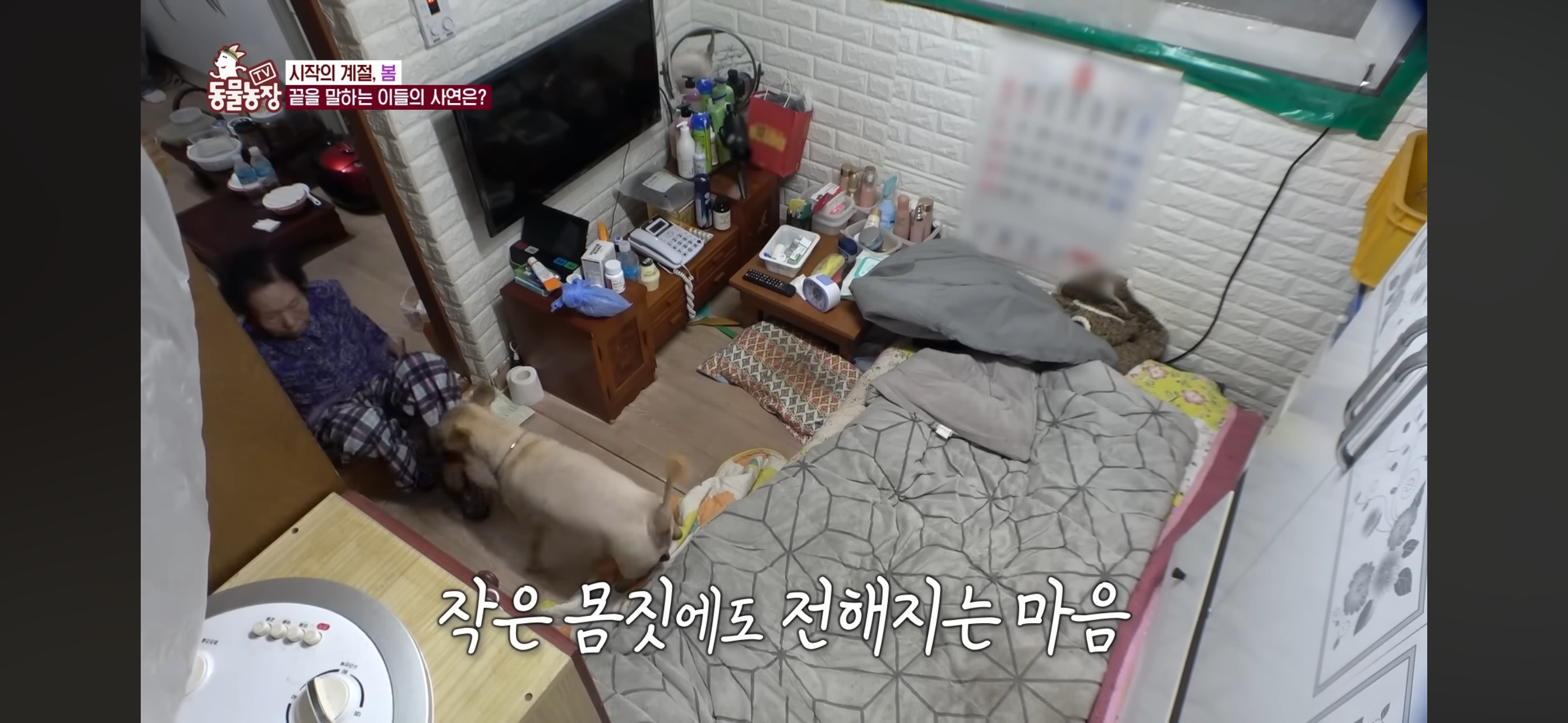 [동물농장]-87세-할머니가-병원-치료를-거부한-이유-27-이미지