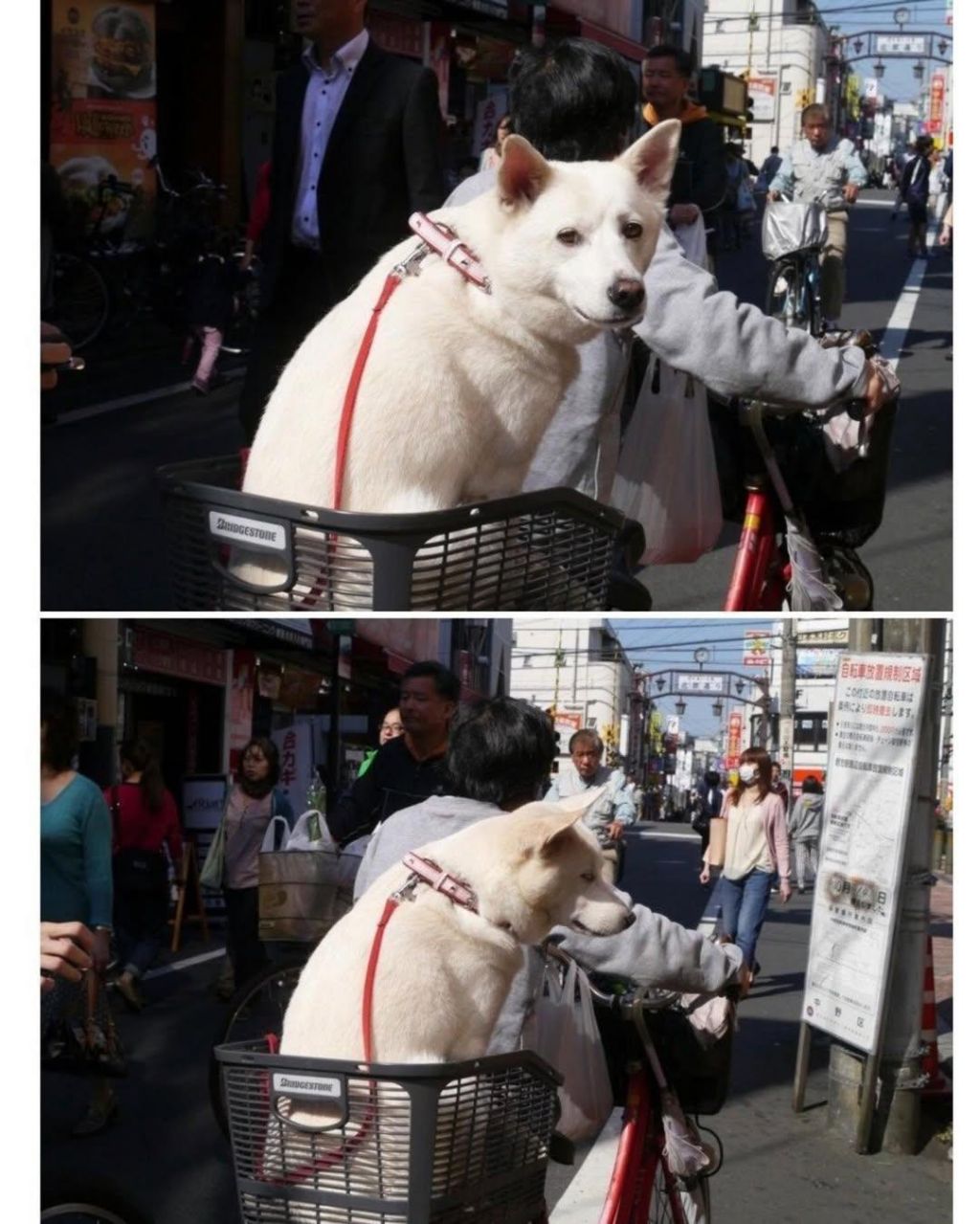 어떤-강아지가-나를-아련하게-쳐다본다..-3-이미지
