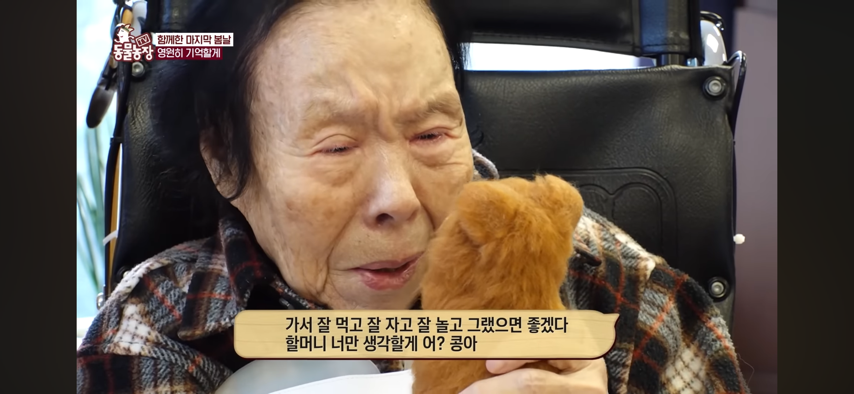 [동물농장]-87세-할머니가-병원-치료를-거부한-이유-96-이미지