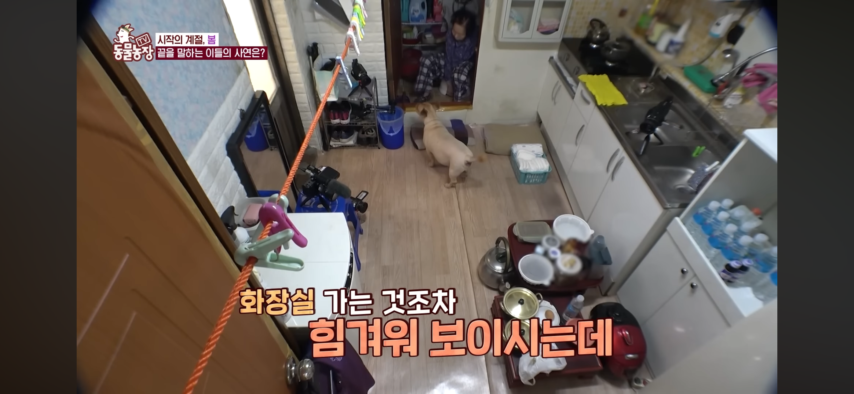 [동물농장]-87세-할머니가-병원-치료를-거부한-이유-10-이미지