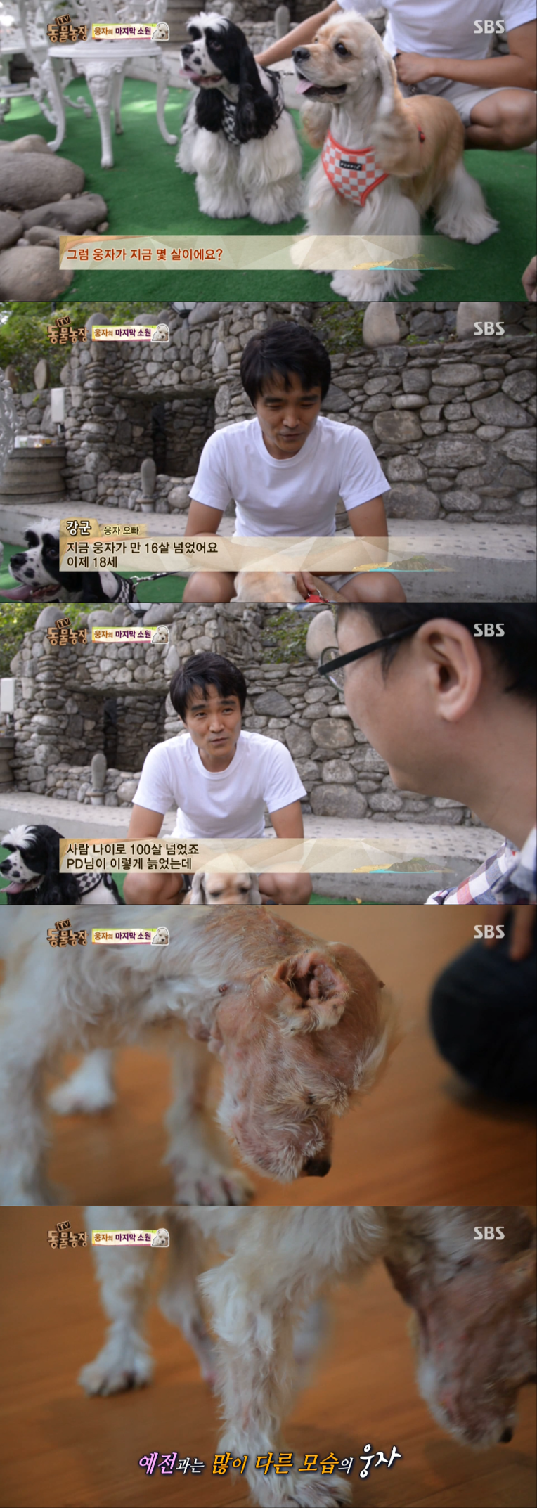 동물농장이-낳은-스타강아지-웅자,-그-후의-이야기-3-이미지