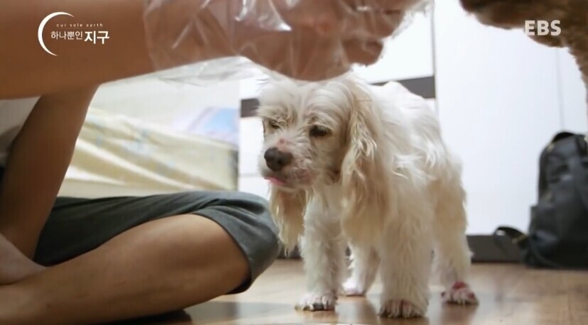 동물농장이-낳은-스타강아지-웅자,-그-후의-이야기-2-이미지