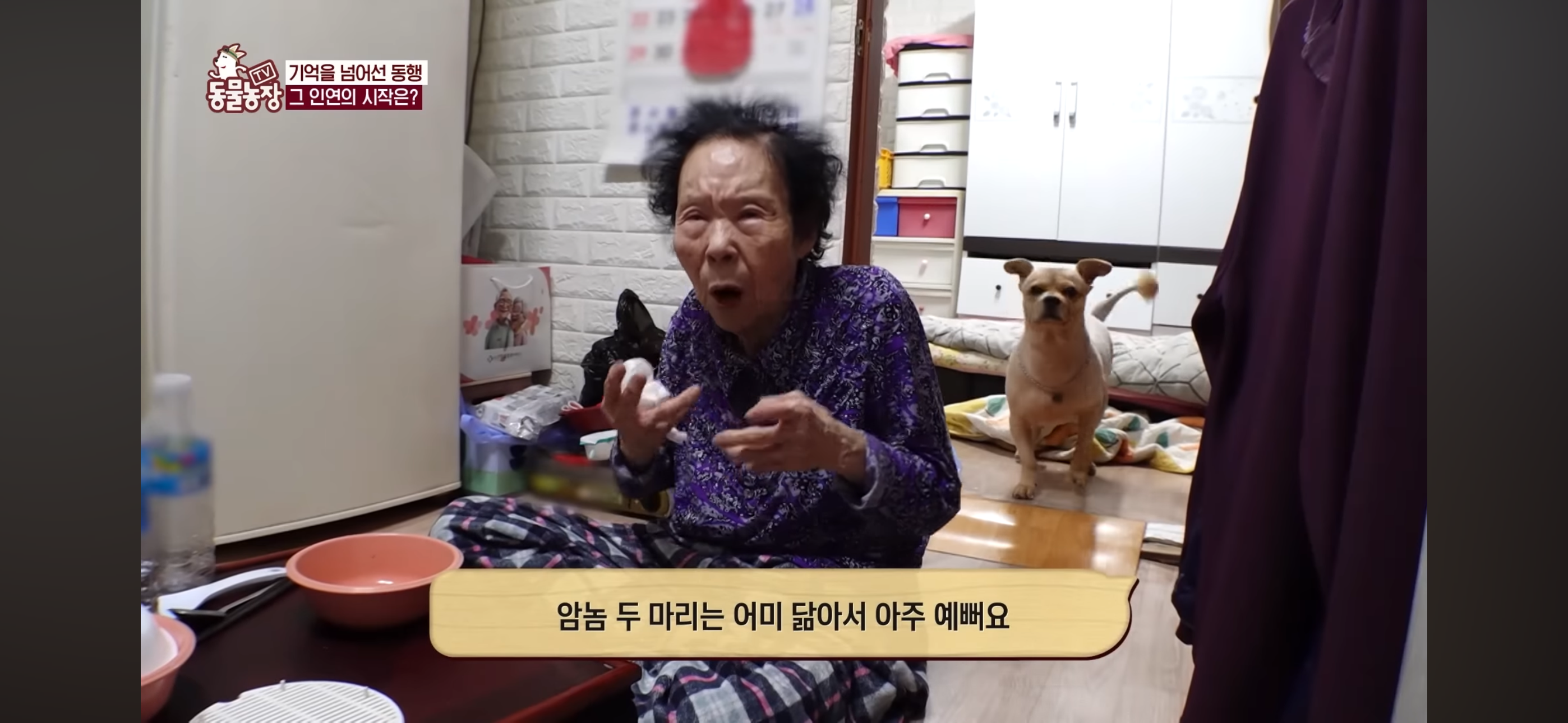 [동물농장]-87세-할머니가-병원-치료를-거부한-이유-29-이미지