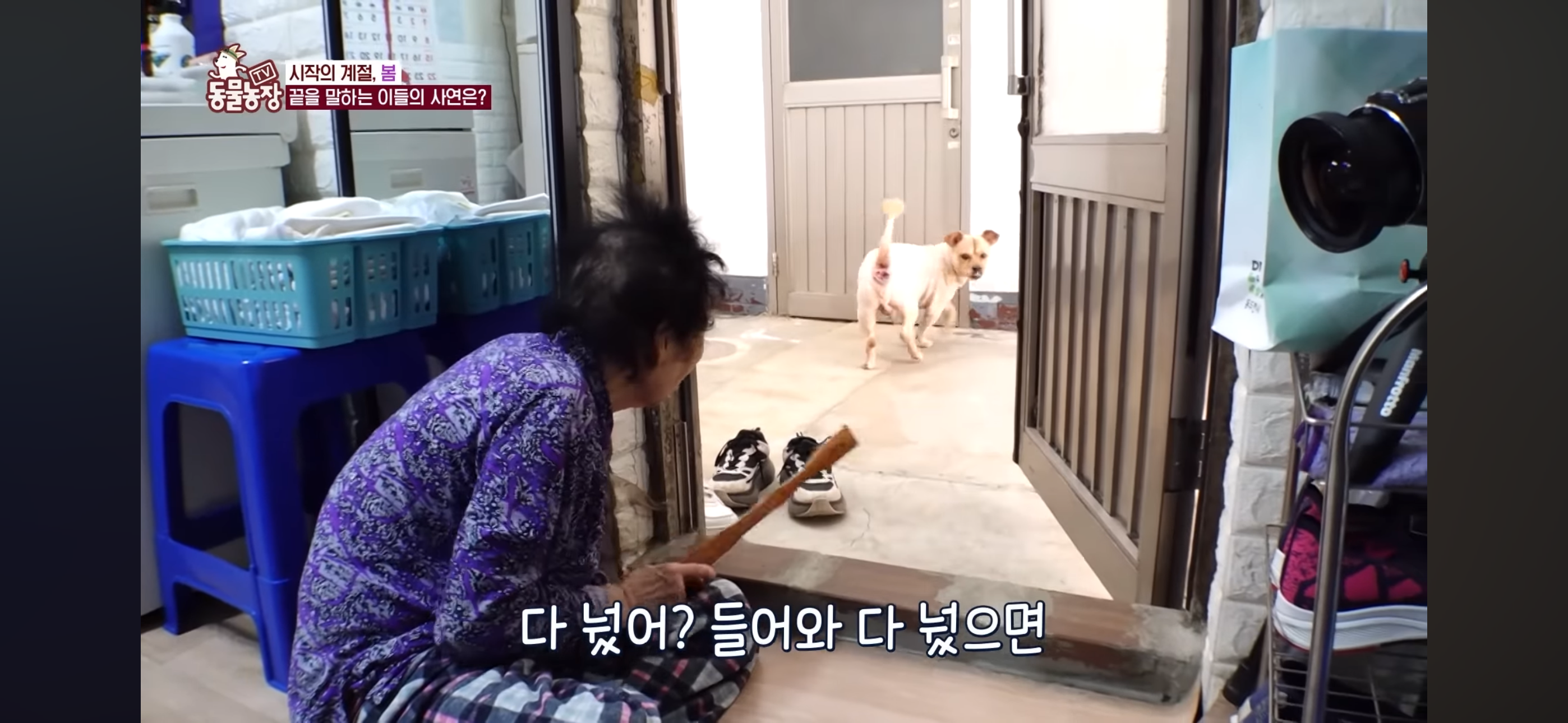 [동물농장]-87세-할머니가-병원-치료를-거부한-이유-25-이미지