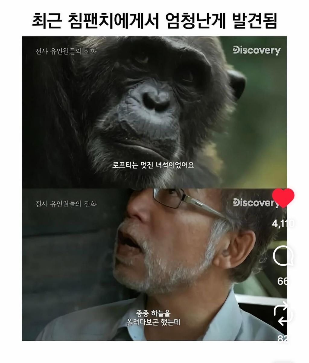 최근-종교를-가지기-시작한-침팬치들-0-이미지