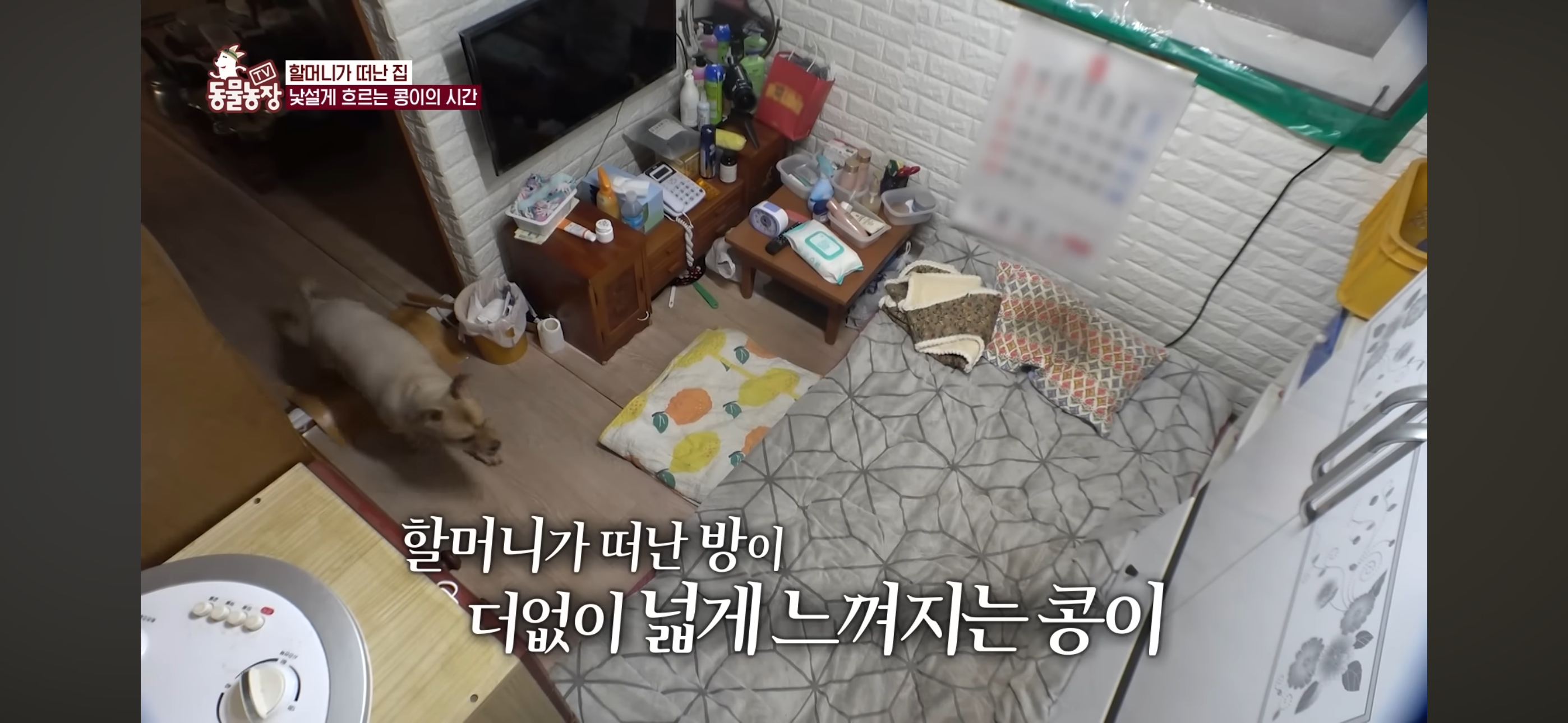 [동물농장]-87세-할머니가-병원-치료를-거부한-이유-63-이미지