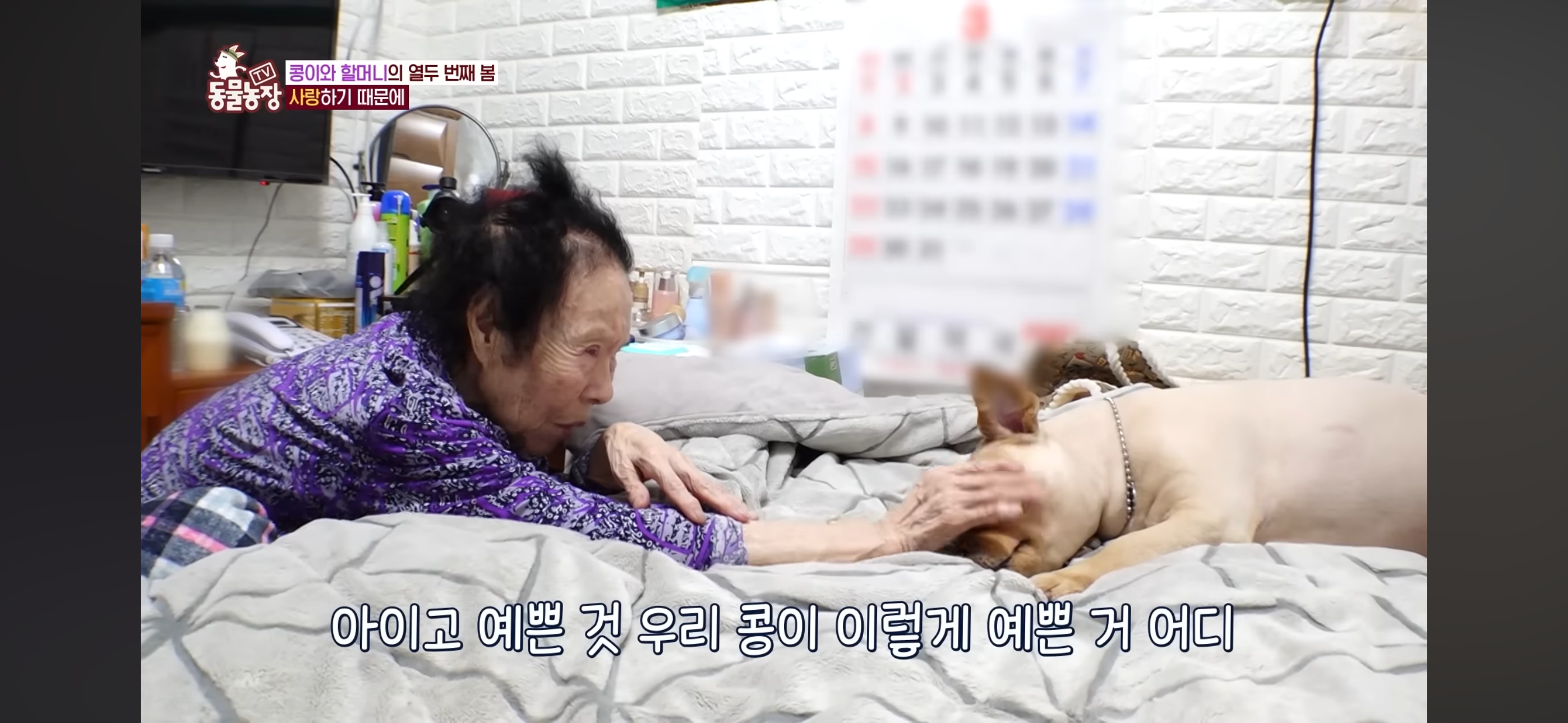 [동물농장]-87세-할머니가-병원-치료를-거부한-이유-59-이미지