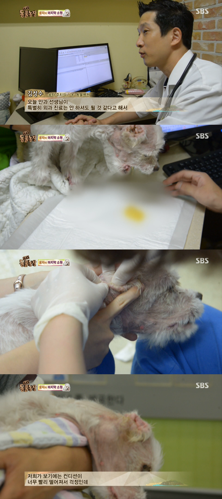 동물농장이-낳은-스타강아지-웅자,-그-후의-이야기-13-이미지