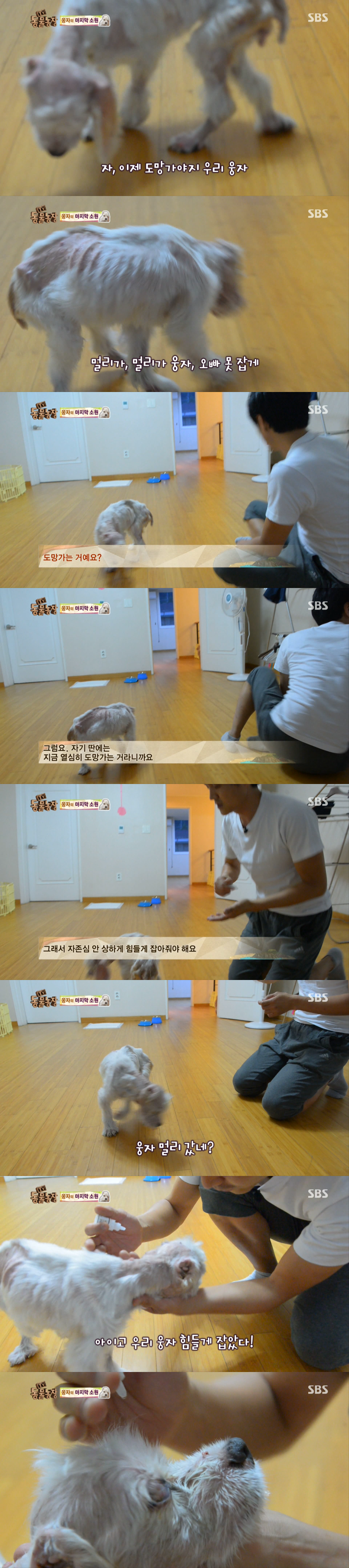 동물농장이-낳은-스타강아지-웅자,-그-후의-이야기-17-이미지