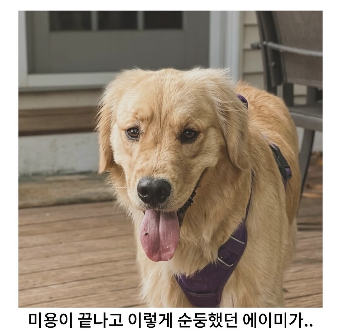 미용실-다녀온-후-사춘기-씨게-온-골댕이.jpg-2-이미지