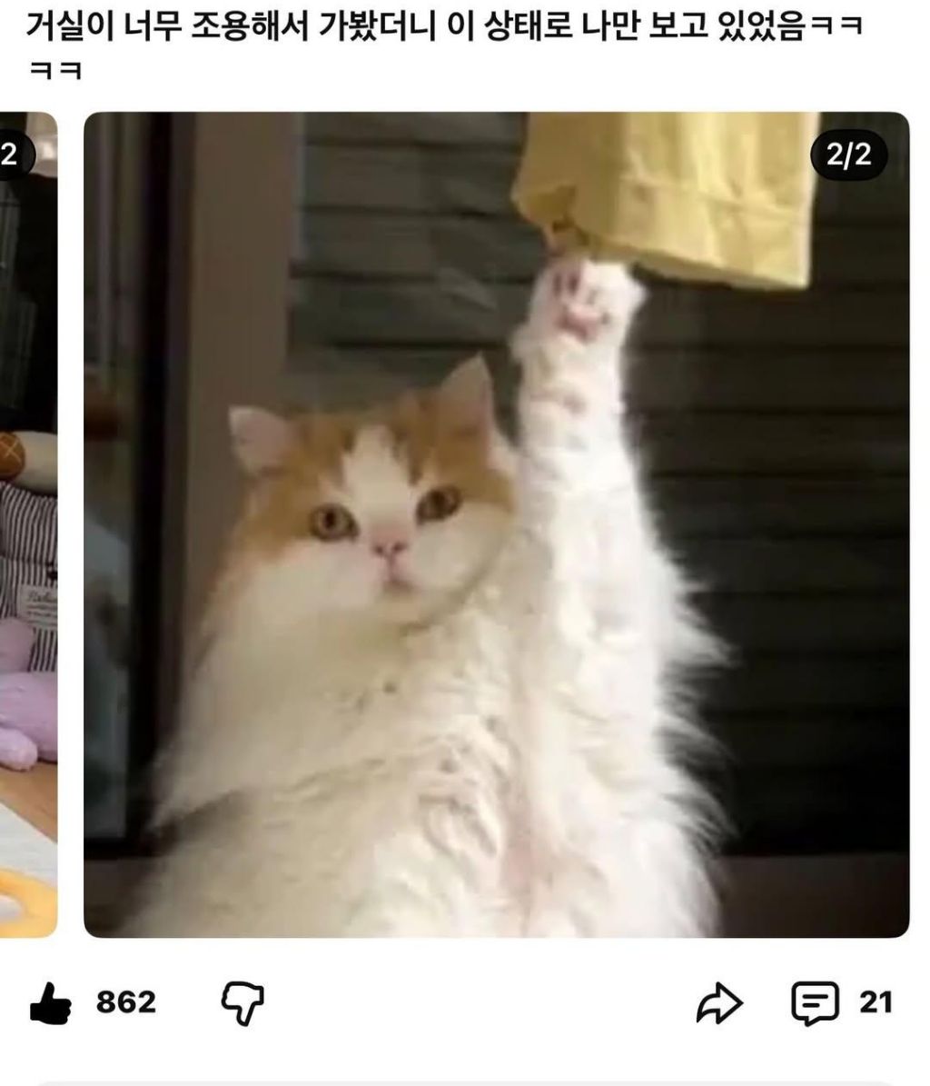 거실이-너무-조용해서-가봤더니-1-이미지