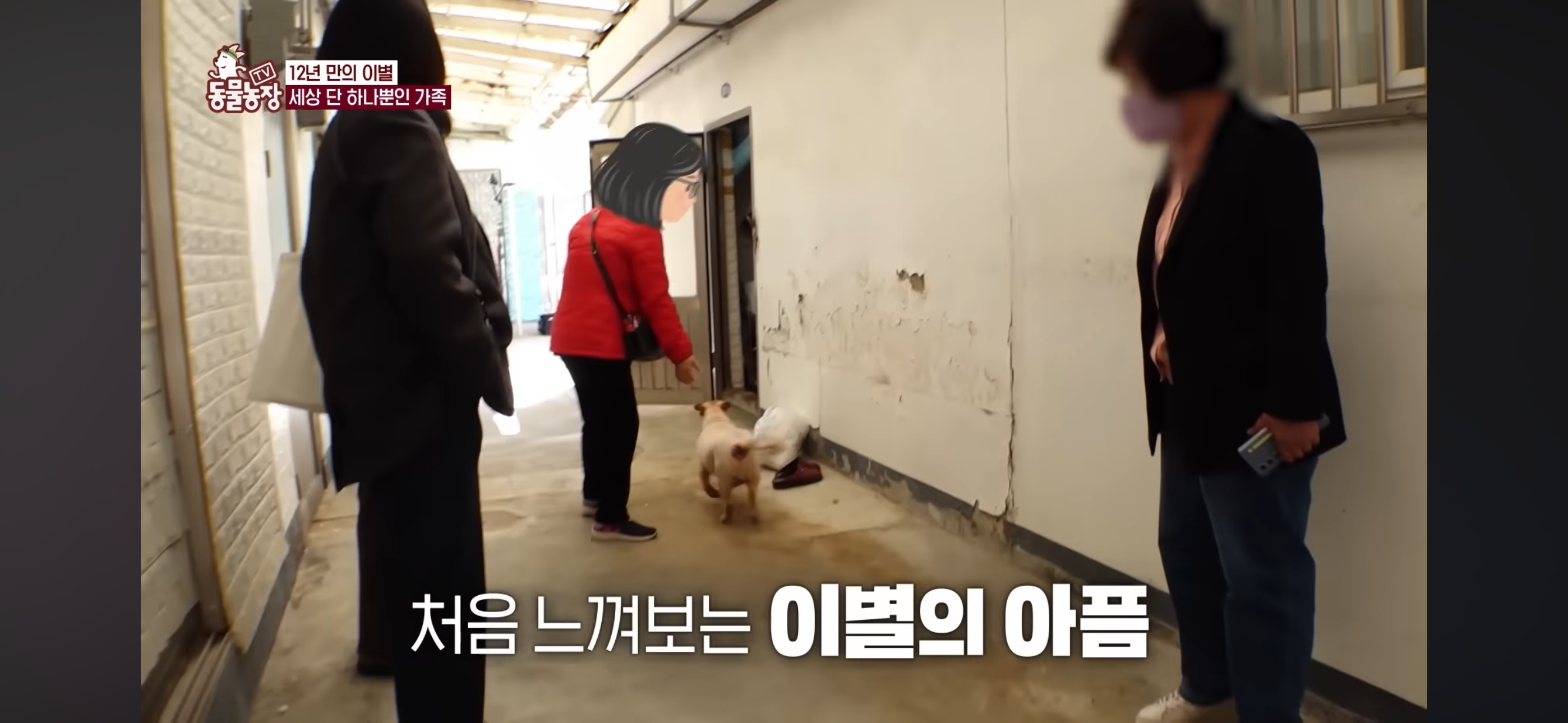 [동물농장]-87세-할머니가-병원-치료를-거부한-이유-62-이미지