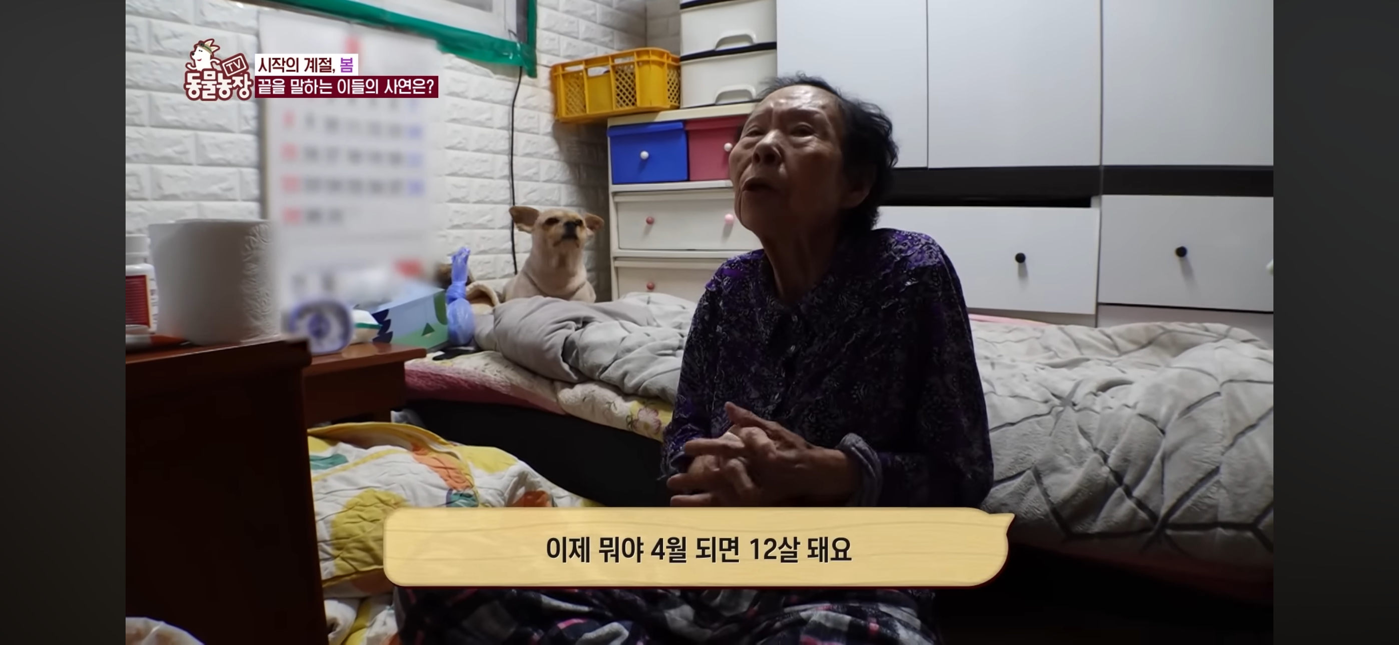 [동물농장]-87세-할머니가-병원-치료를-거부한-이유-5-이미지