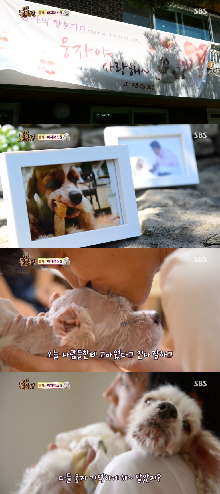 동물농장이-낳은-스타강아지-웅자,-그-후의-이야기-33-이미지