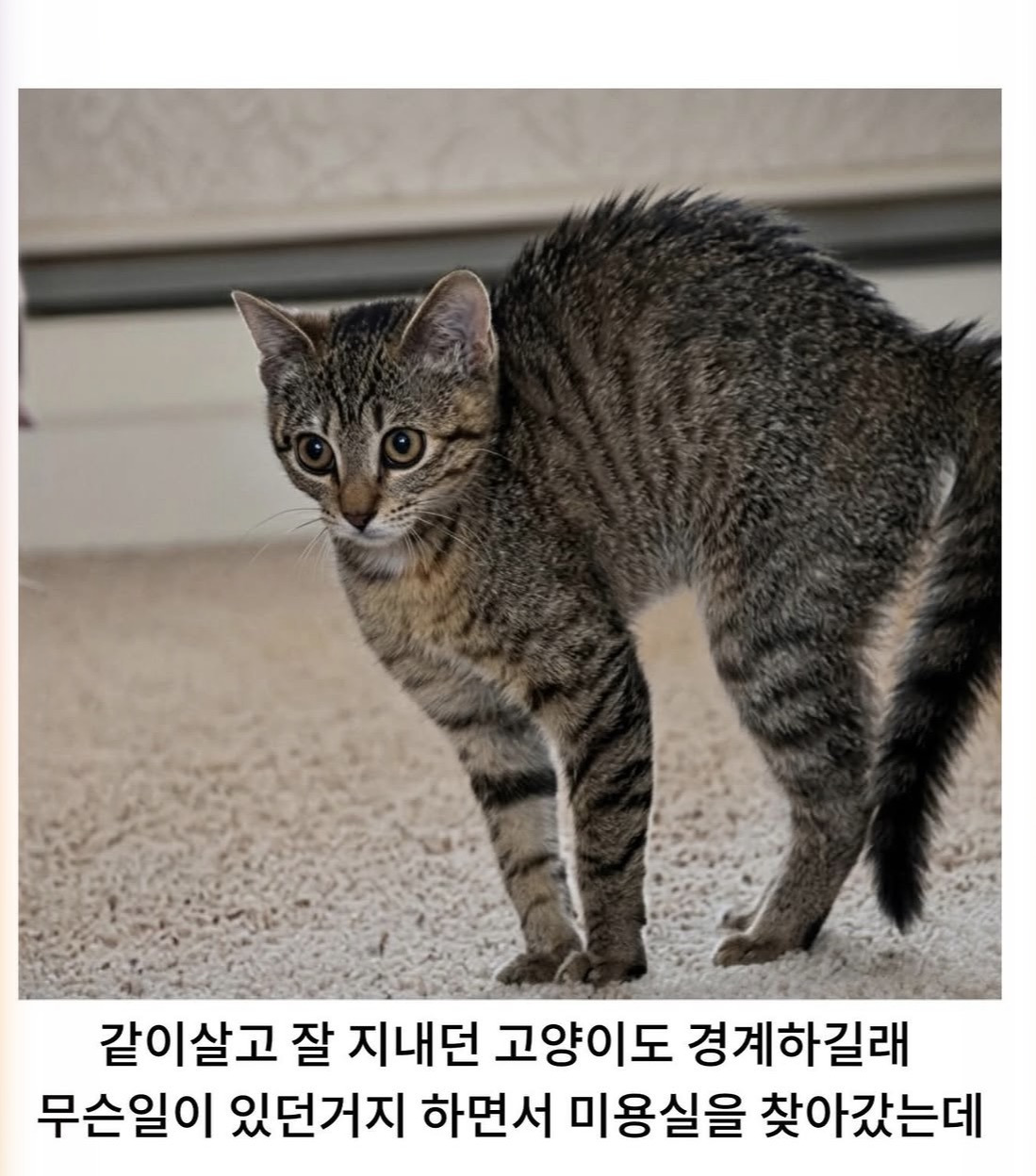 미용실-다녀온-후-사춘기-씨게-온-골댕이.jpg-5-이미지