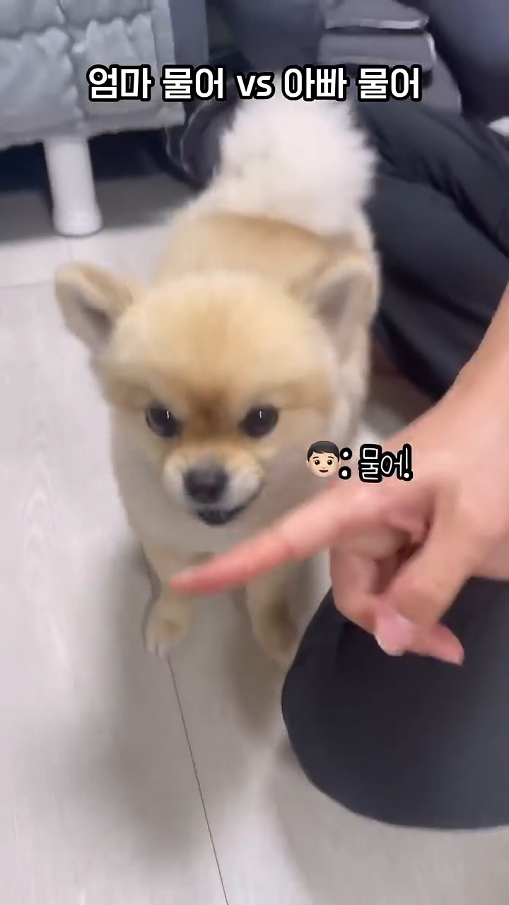 아빠-물어/아빠-때려-구분이-가능한-강아지-2-이미지