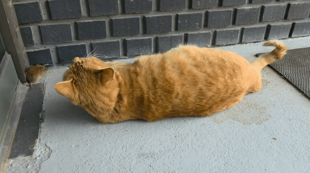 조회수-터진-코리안-톰과-제리.youtube-1-이미지