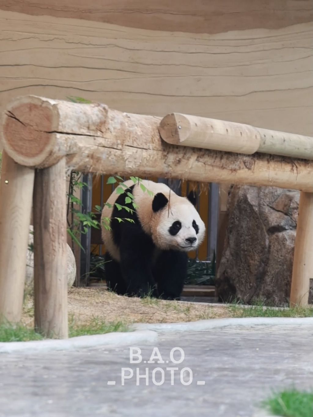 후사원의-출근길🐼🩷-3-이미지