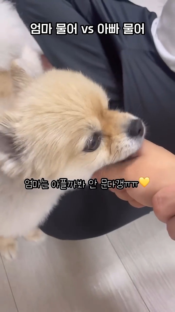 아빠-물어/아빠-때려-구분이-가능한-강아지-5-이미지