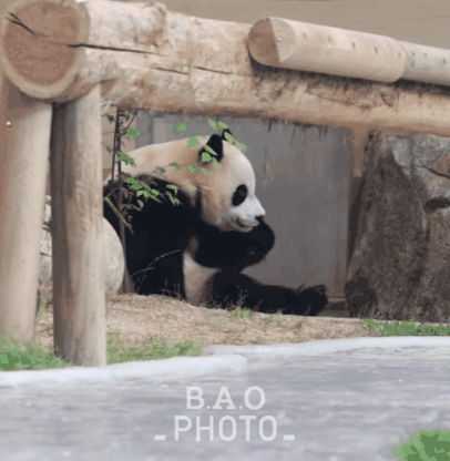 후사원의-출근길🐼🩷-2-이미지